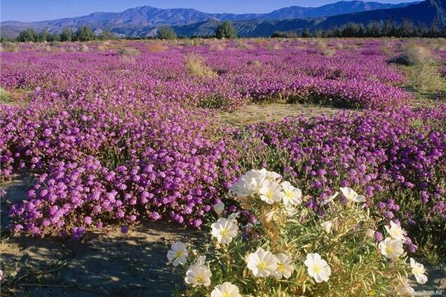 Яркое чудо земли: цветущая пустыня Анза-Боррего