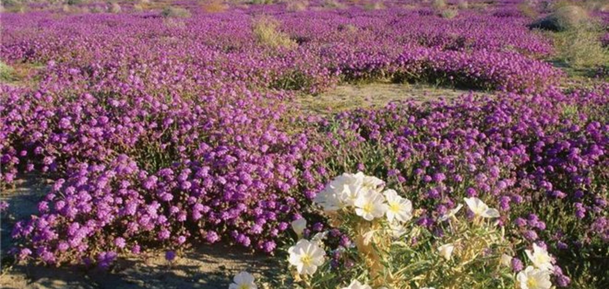 Яркое чудо земли: цветущая пустыня Анза-Боррего