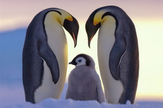 5 самых заботливых папочек в животном мире