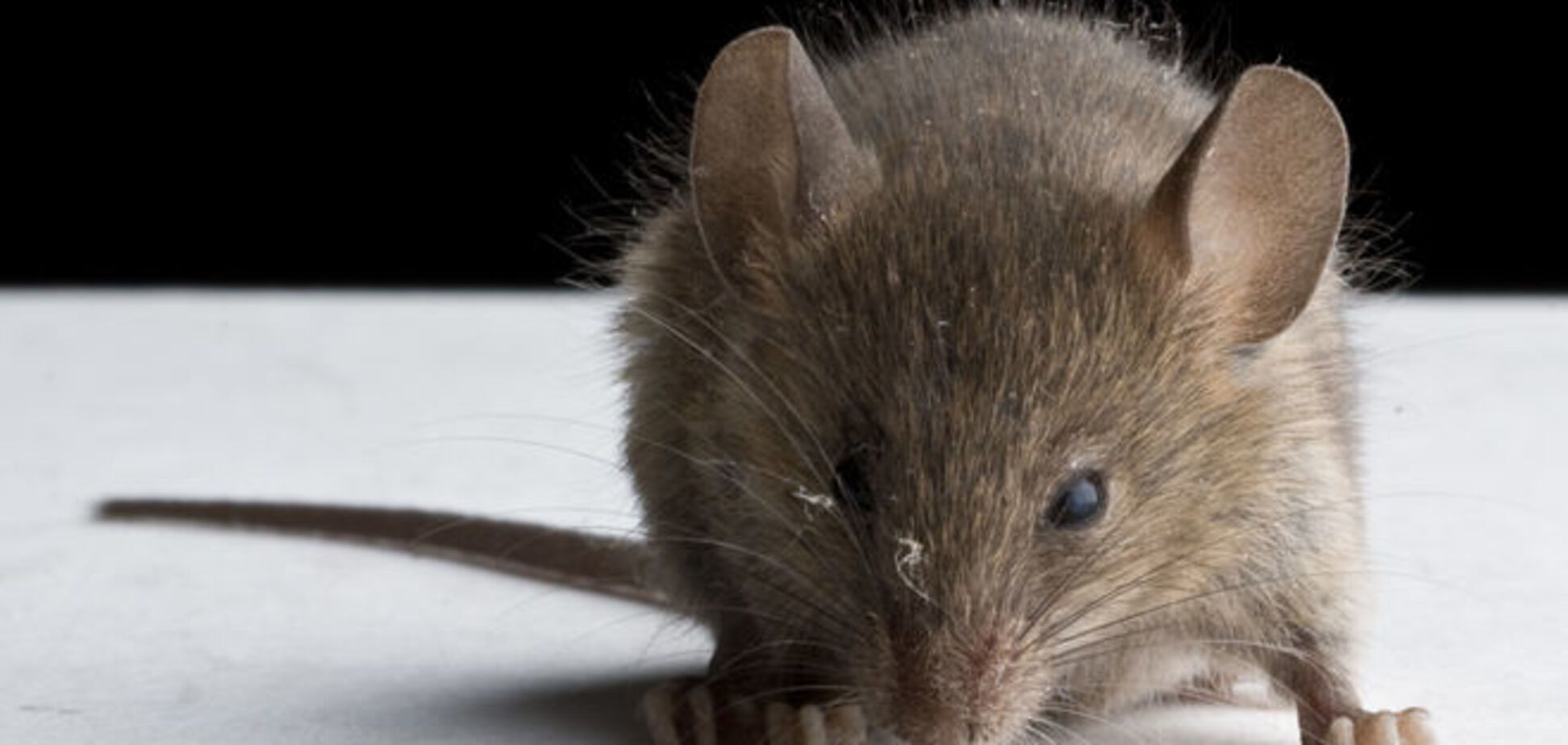 Ученые научились полностью восстанавливать утраченную память