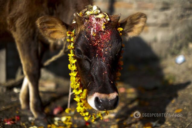 В Индии корове разрешили сдавать экзамены