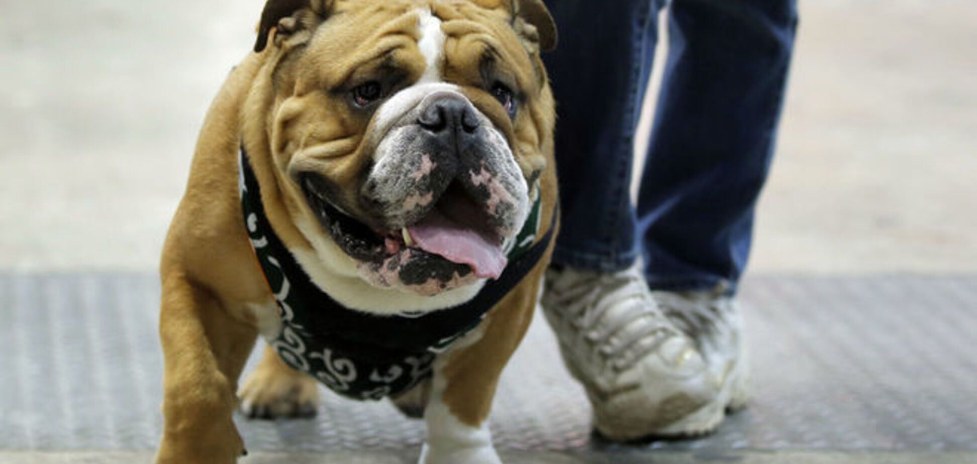 Домашние животные в Европе испортили гаджетов на €2 млрд