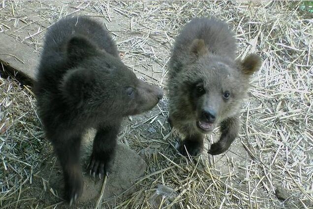Спасение медвежат: вместо Дубая мишки попали в Карпаты