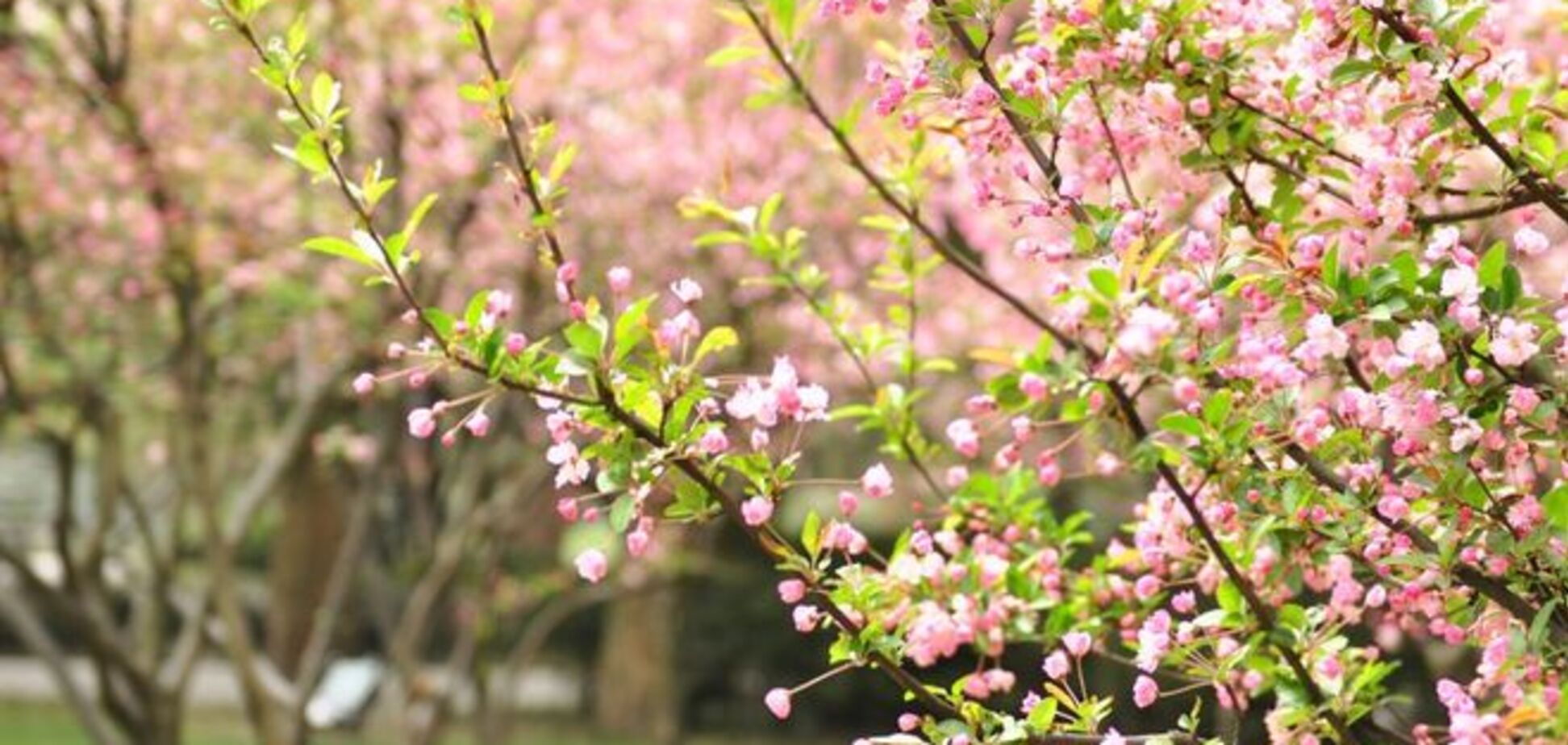 Синоптики рассказали, когда в Украине установится теплая погода