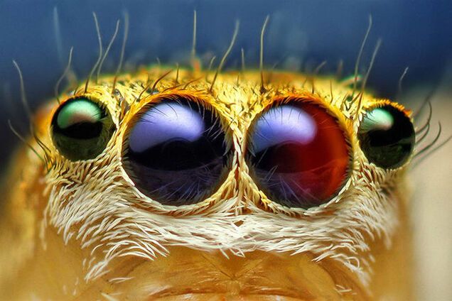 Монстры вокруг нас: увеличенные фото насекомых