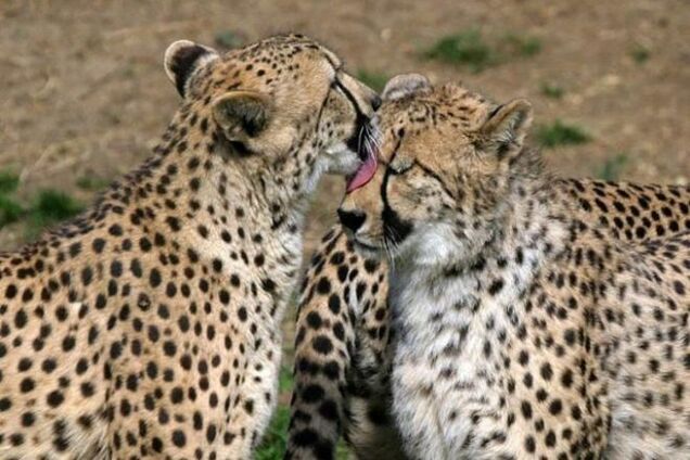 10 суперспособностей животных, которые вас удивят