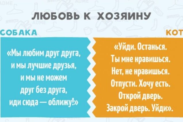 Чем собаки отличаются от котов: 11 сравнений