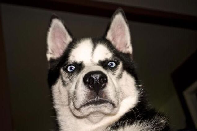 Животные, которые не смогли скрыть свои эмоции