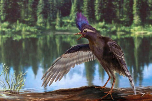 В Китае нашли останки древнейшего предка птиц