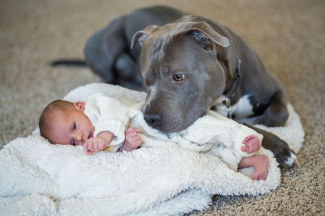 20 умилительных фото, показывающих, что питбуль самая добрая собака в мире