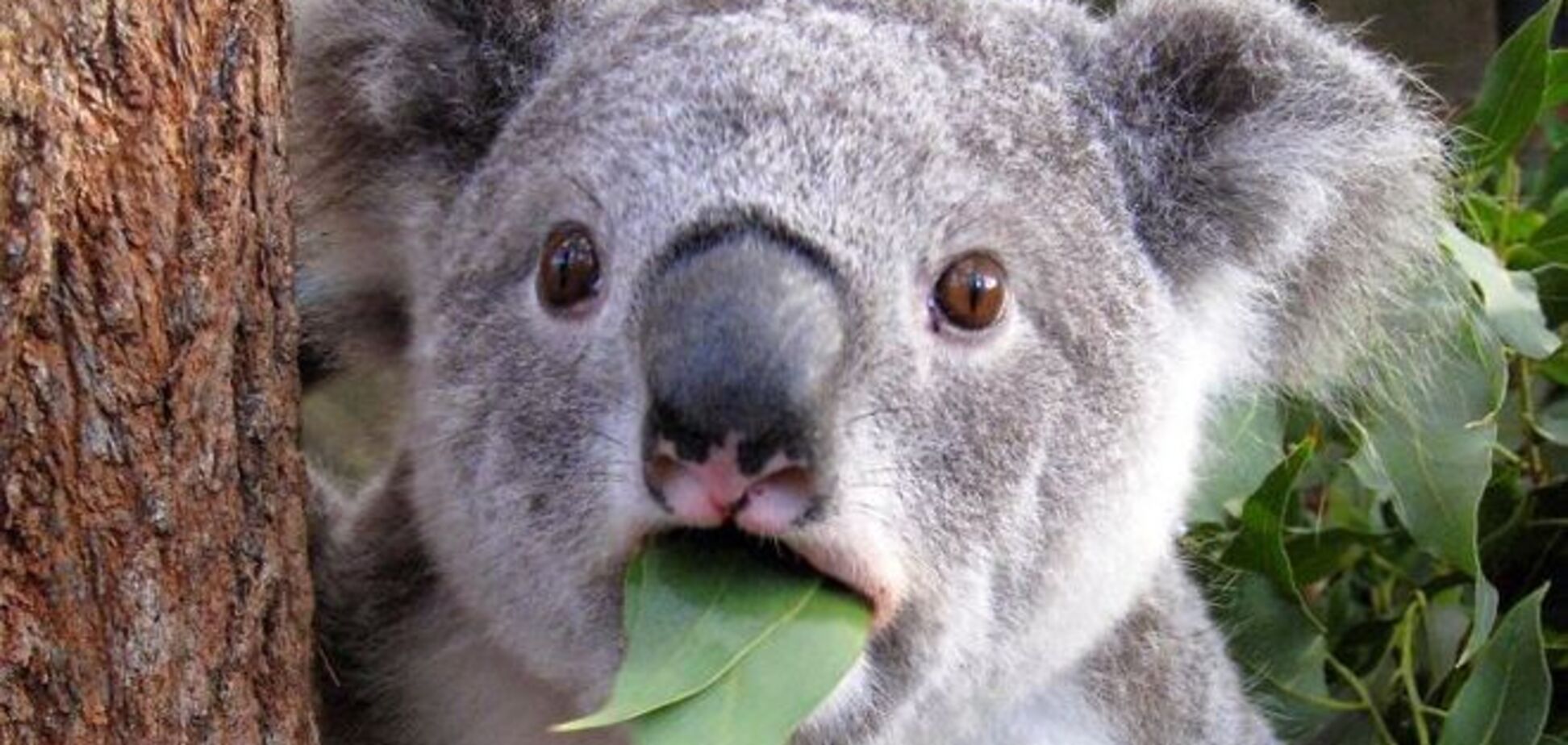 20 забавных животных, которые в шоке от происходящего