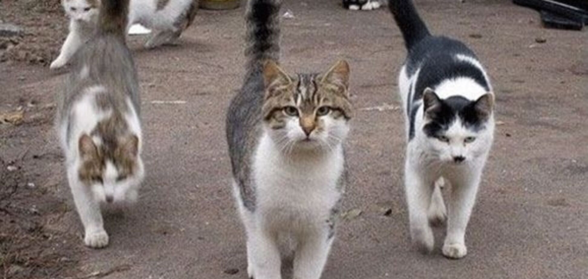 20 снимков суровых дворовых котов