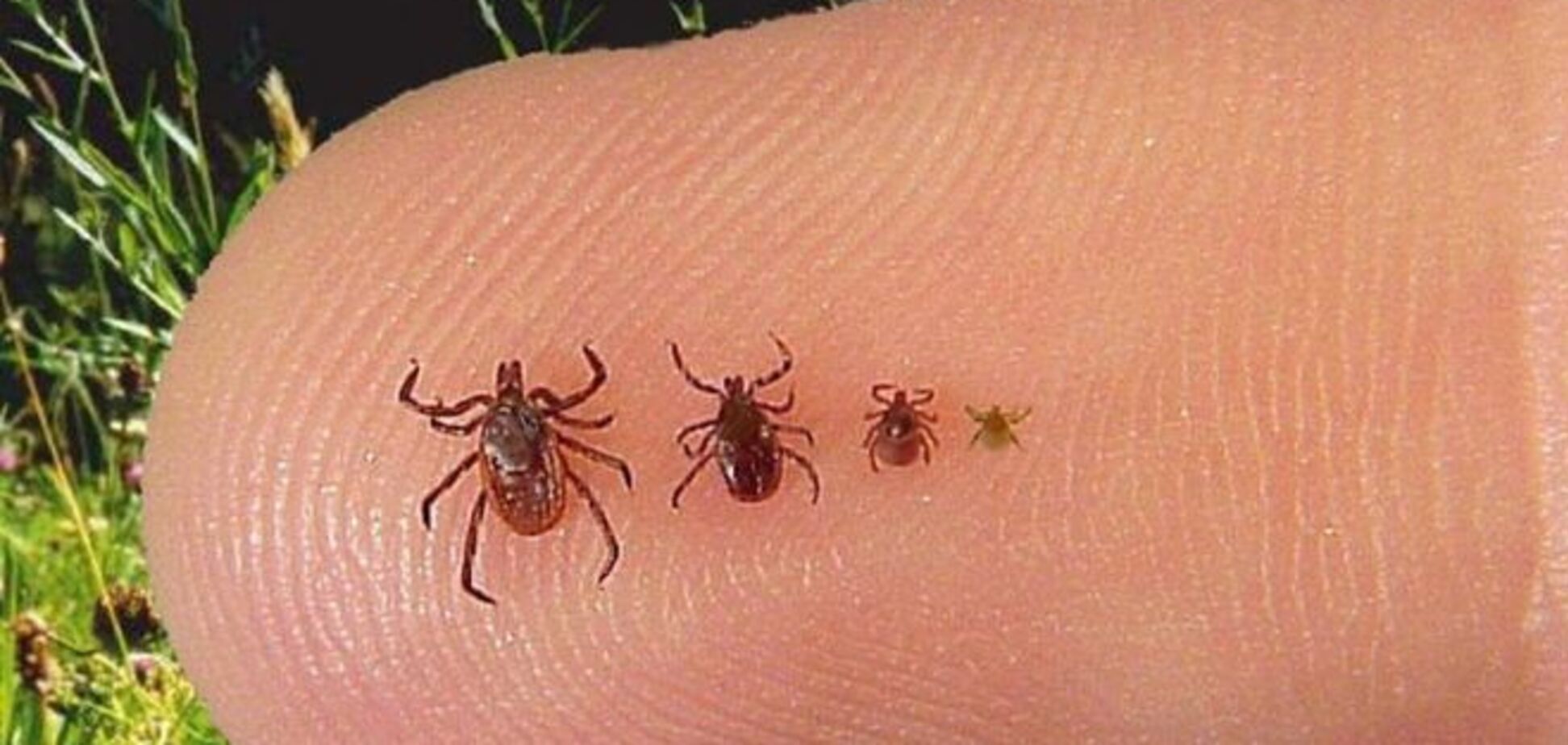 Безопасный и быстрый метод извлечения клещей