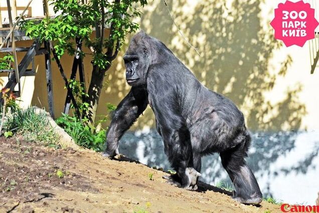 В киевском зоопарке гориллу выпустили 'на улицу': опубликованы фото