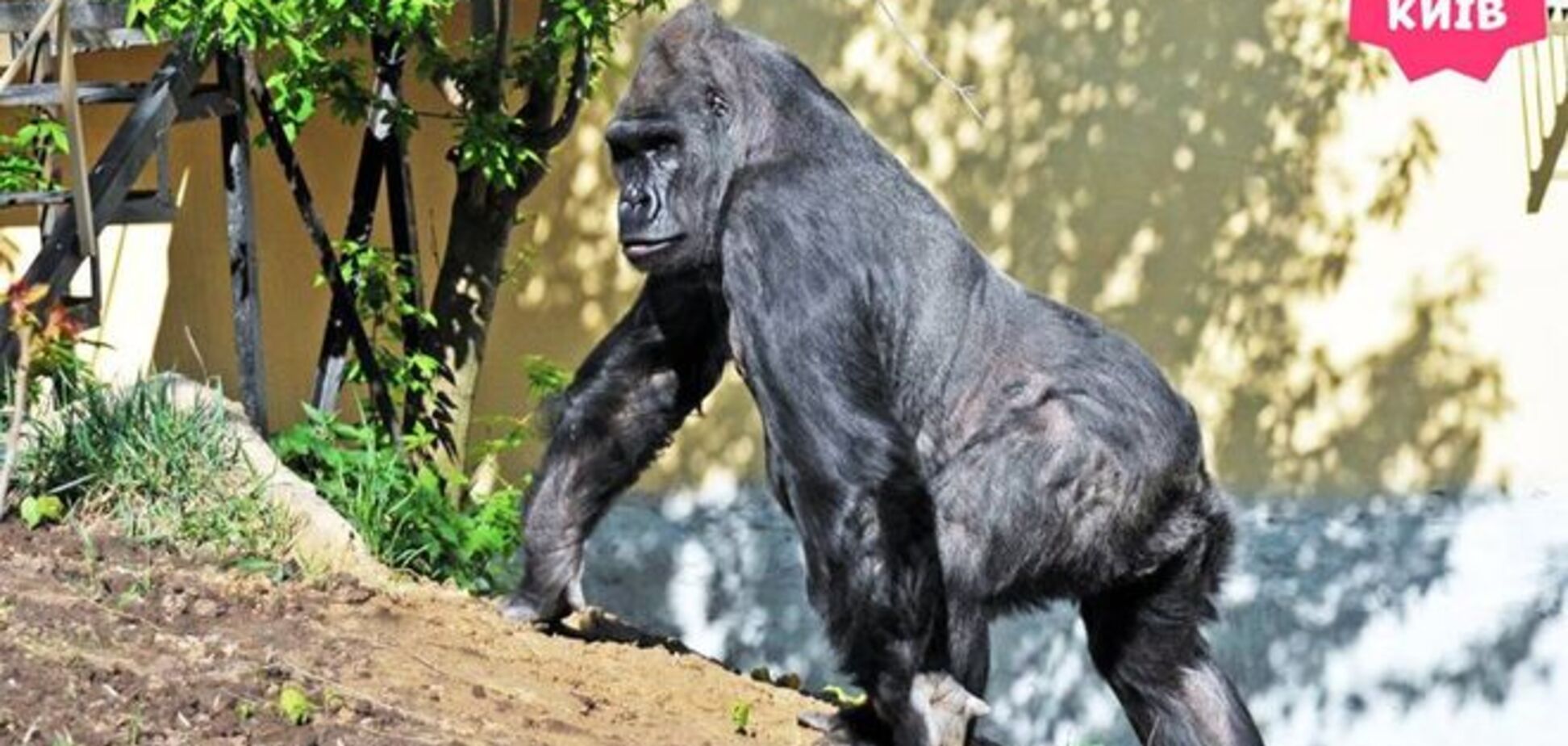В киевском зоопарке гориллу выпустили 'на улицу': опубликованы фото