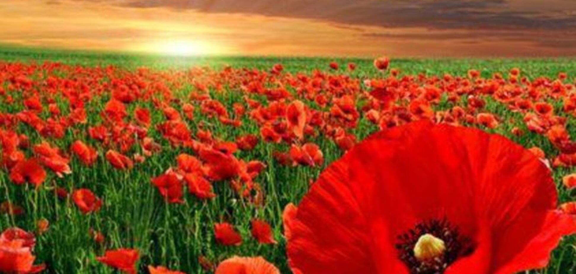 9 мая – день капитуляции Путина перед Бандерой