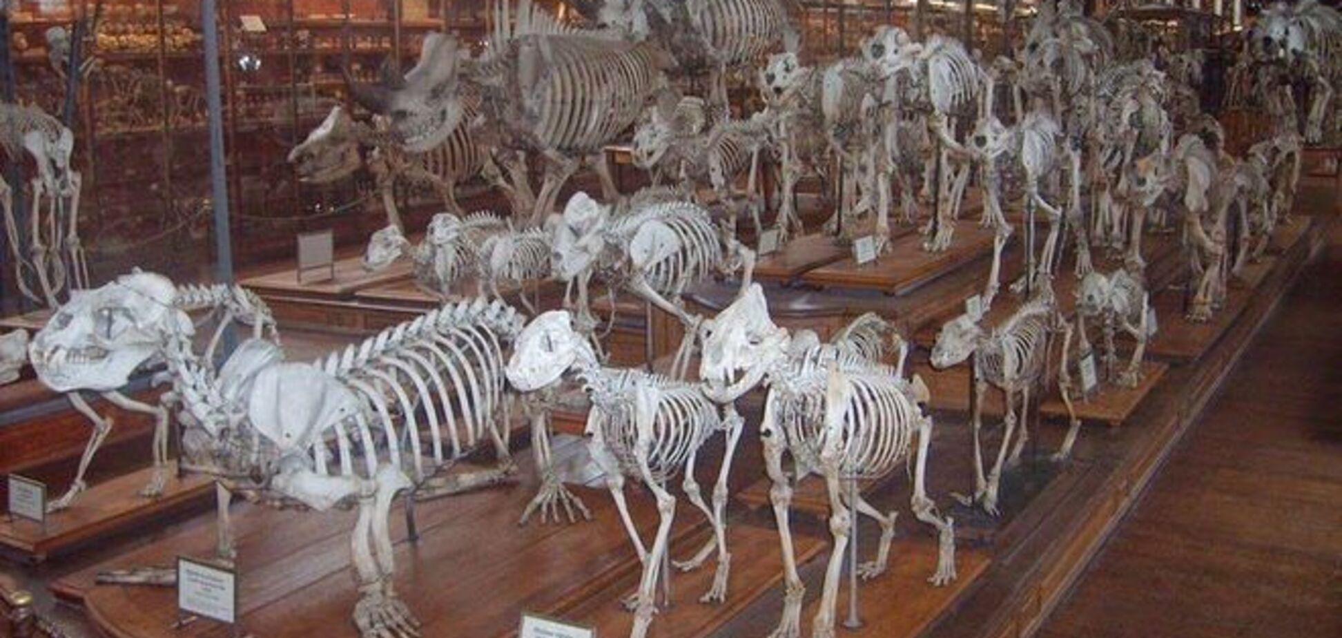 Необычный музей, где проходит жуткий 'парад скелетов'