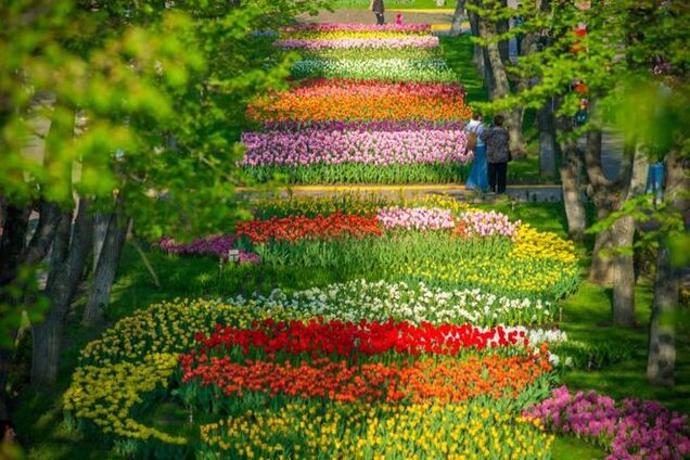 Украинская 'Голландия' расцвела радугой из 2 млн тюльпанов: фотофакт