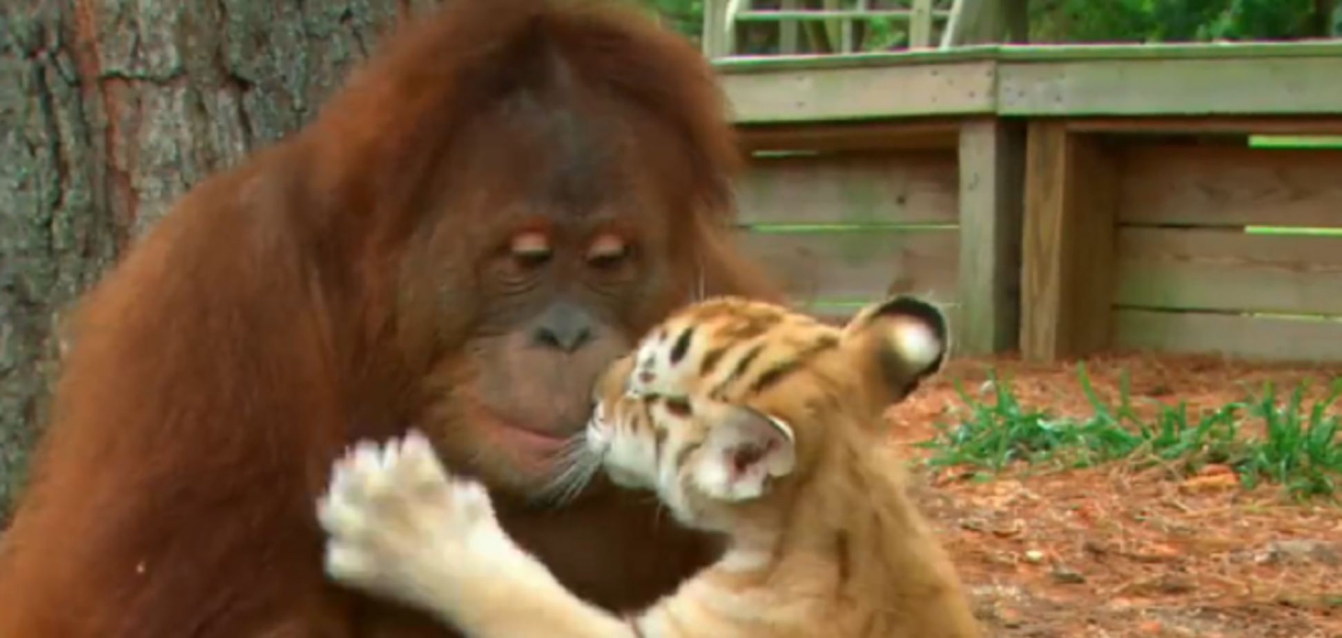Орангутан стал мамой для тигрят и кормит их с бутылочки: видеофакт