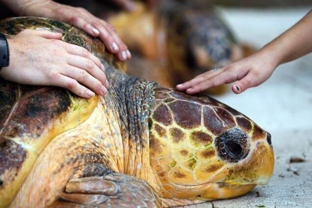 В Австралии после 6 месяцев лечения черепаху выпустили в море: видеофакт