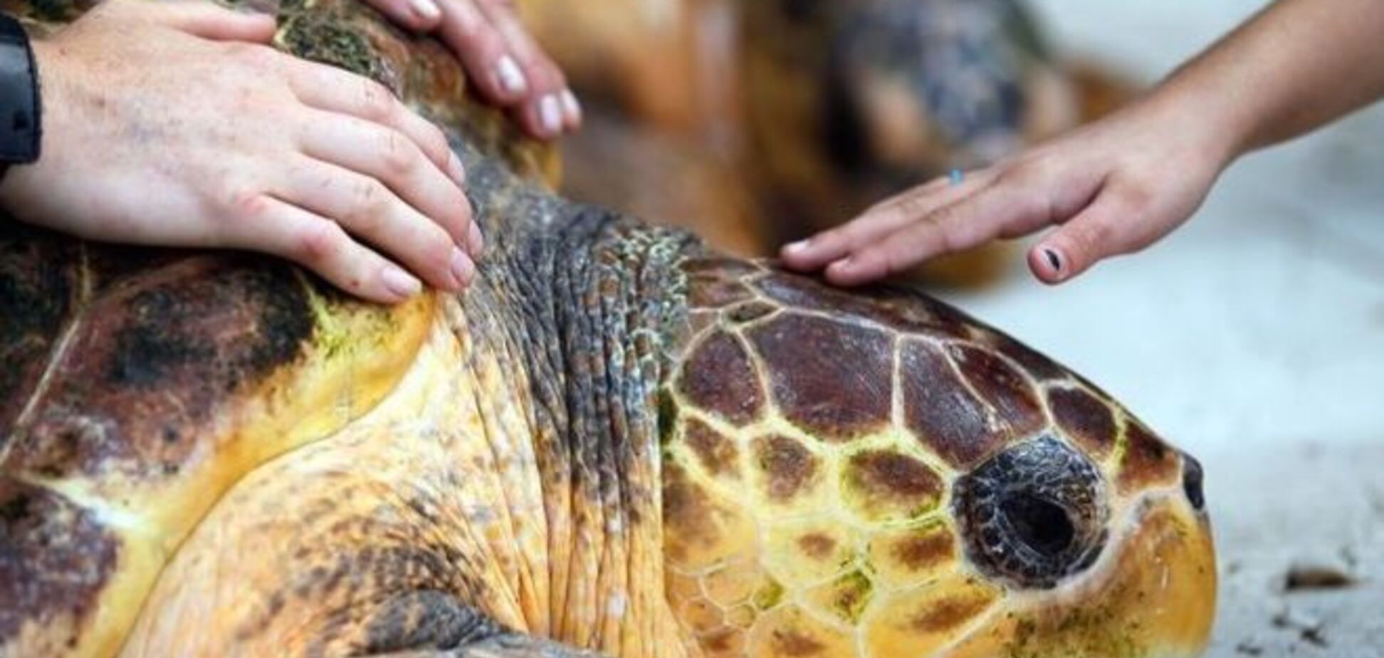 В Австралии после 6 месяцев лечения черепаху выпустили в море: видеофакт