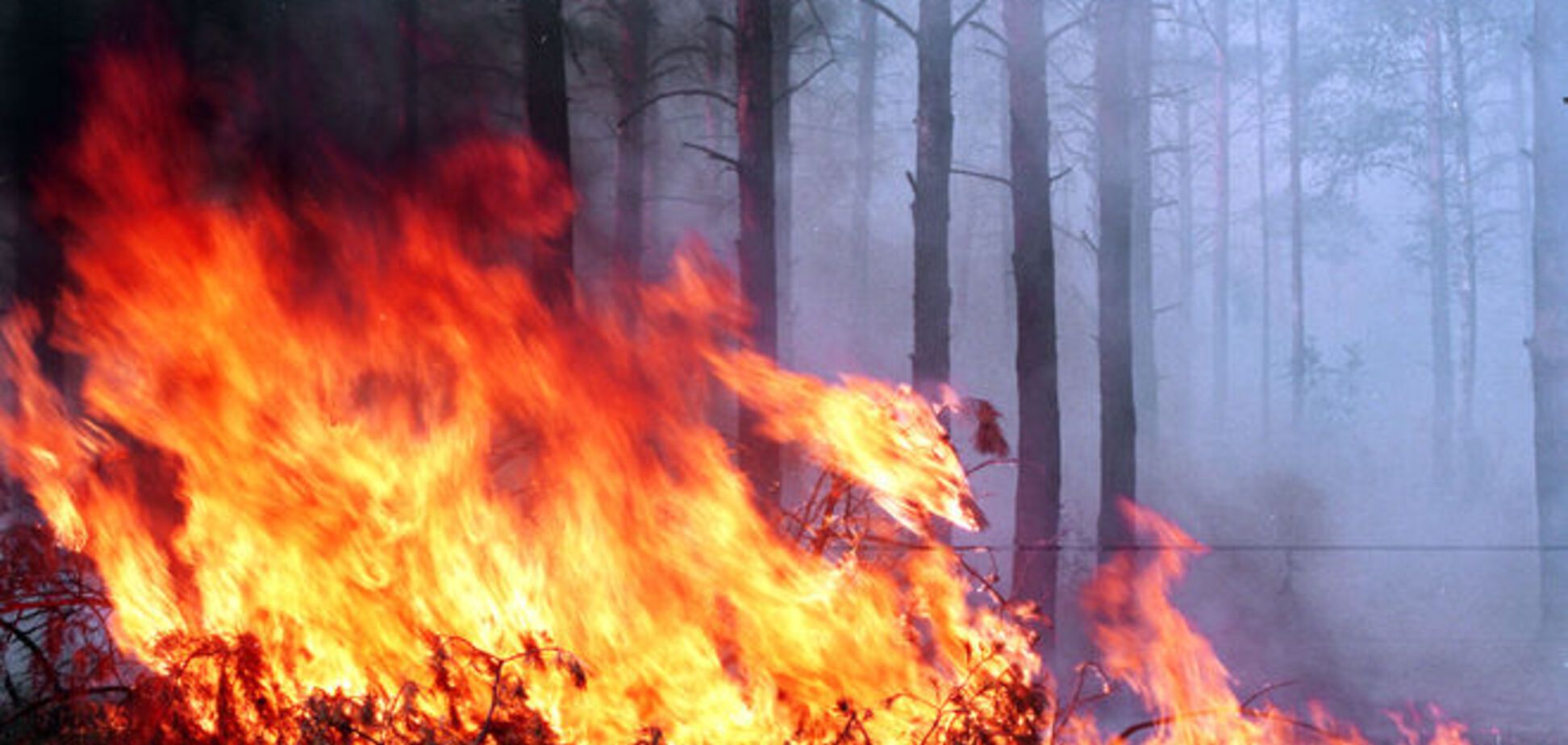 Россия в огне: в Сибири горят более 48 тысяч гектаров леса
