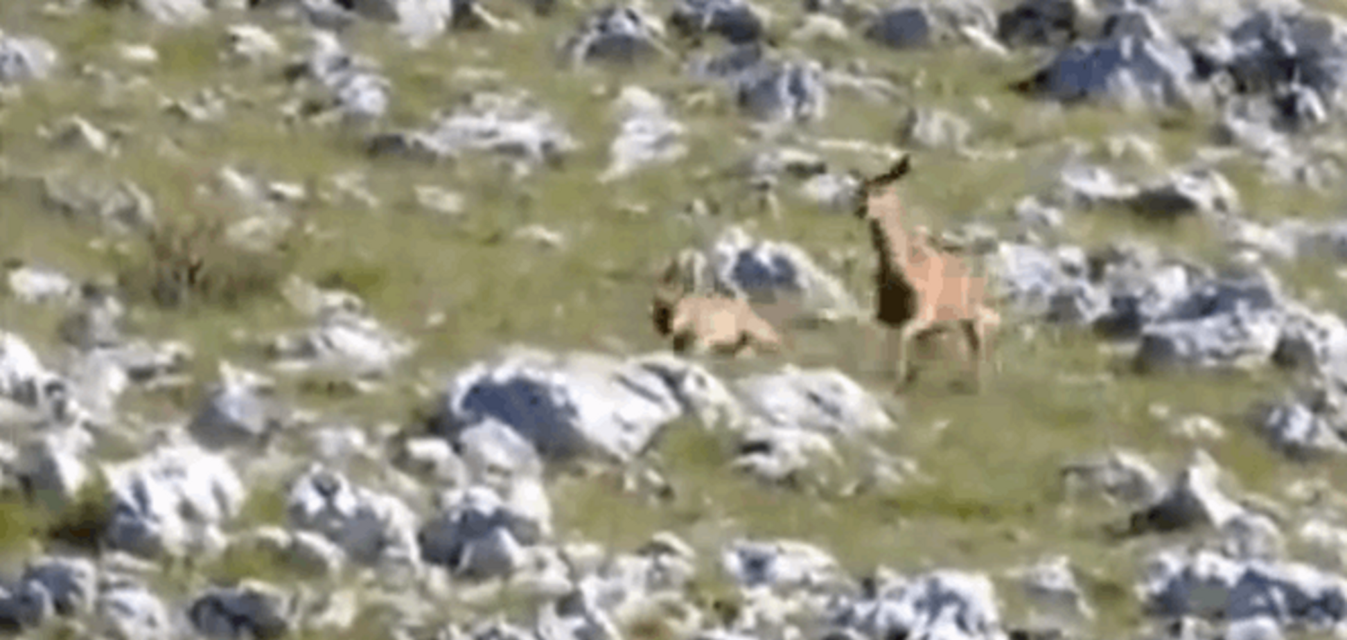 В Италии олениха прогнала напавшего на нее волка: захватывающее видео