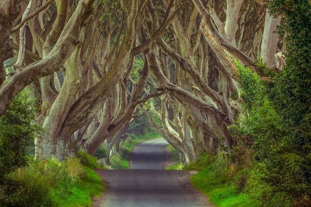 Природные тоннели: самые сказочные аллеи для летних прогулок