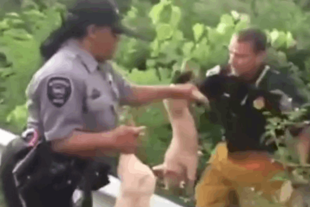 Это просто свинство! В ДТП погибли 200 поросят, 2 тысячи - удрали