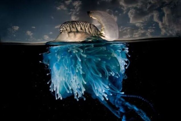 Під водою життя яскравіше: австралієць зробив приголомшливі знімки 'паралельного світу'
