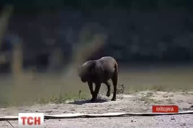 Вірний пес залишився охороняти палаючу у Василькові нафтобазу
