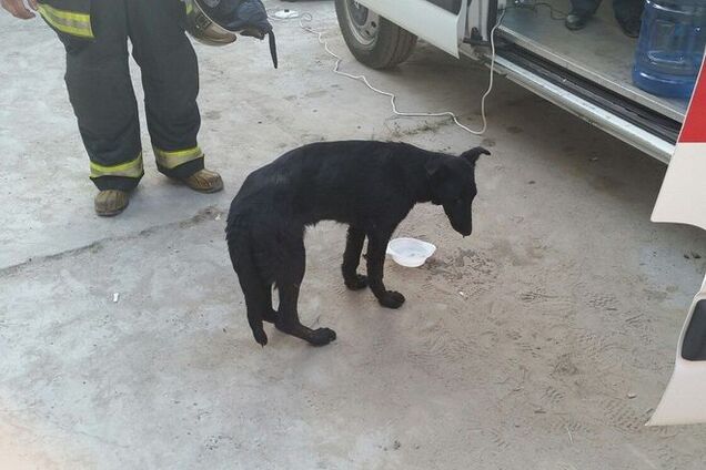 Гражданский фронт. 'Азовцы' спасли собаку от огня в Василькове: фотофакт