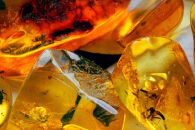 Нелегальная добыча янтаря. Сколько миллионов крадут из наших недр?