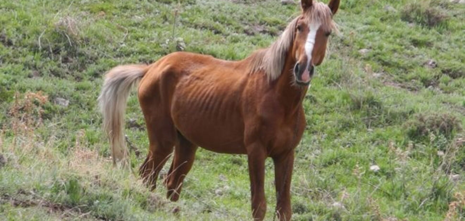 В США мужчина сломал ногу, в попытке изнасиловать лошадь