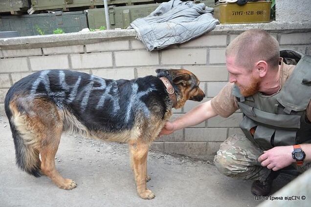 Бойцы АТО выходили собаку, сбежавшую от извергов-террористов: фото до и после спасения