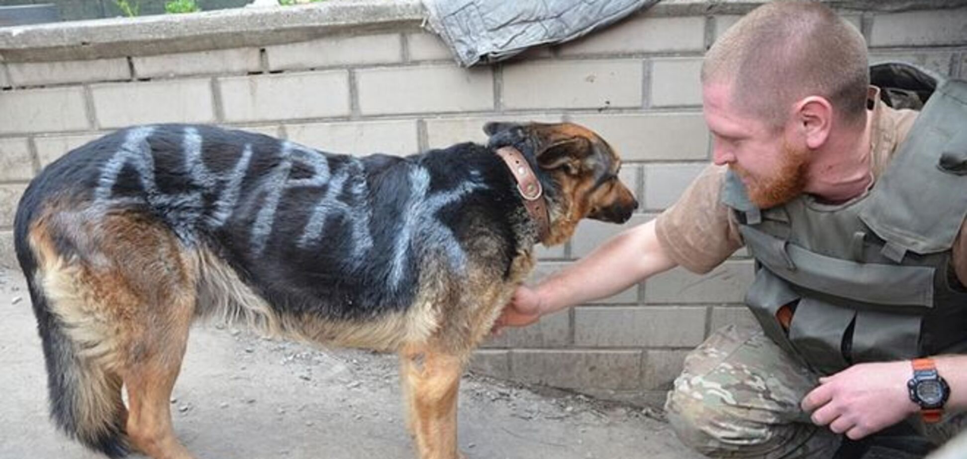 Бойцы АТО выходили собаку, сбежавшую от извергов-террористов: фото до и после спасения