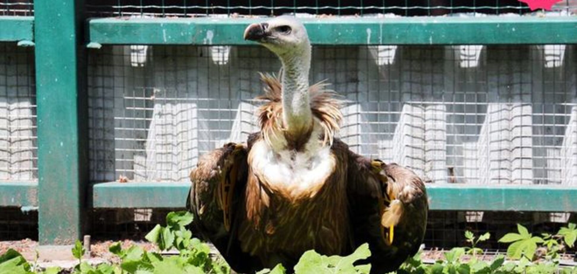 В киевский зоопарк попала редкая птица