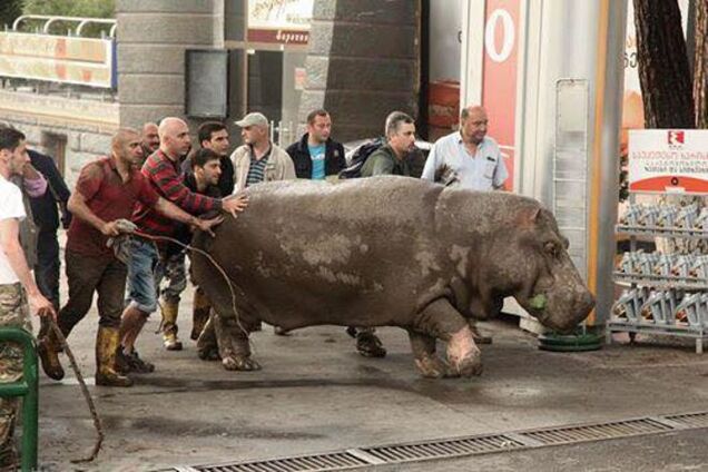 Грузинское сафари. Сбежавшие из зоопарка дикие животные будоражат соцсети: уникальные фото и видео