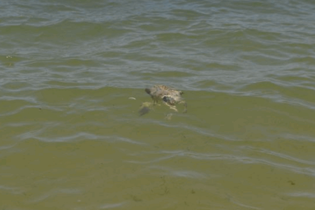 Хорошего отдыха! В море и на пляже Крыма мрут птицы: фото и видеофакт