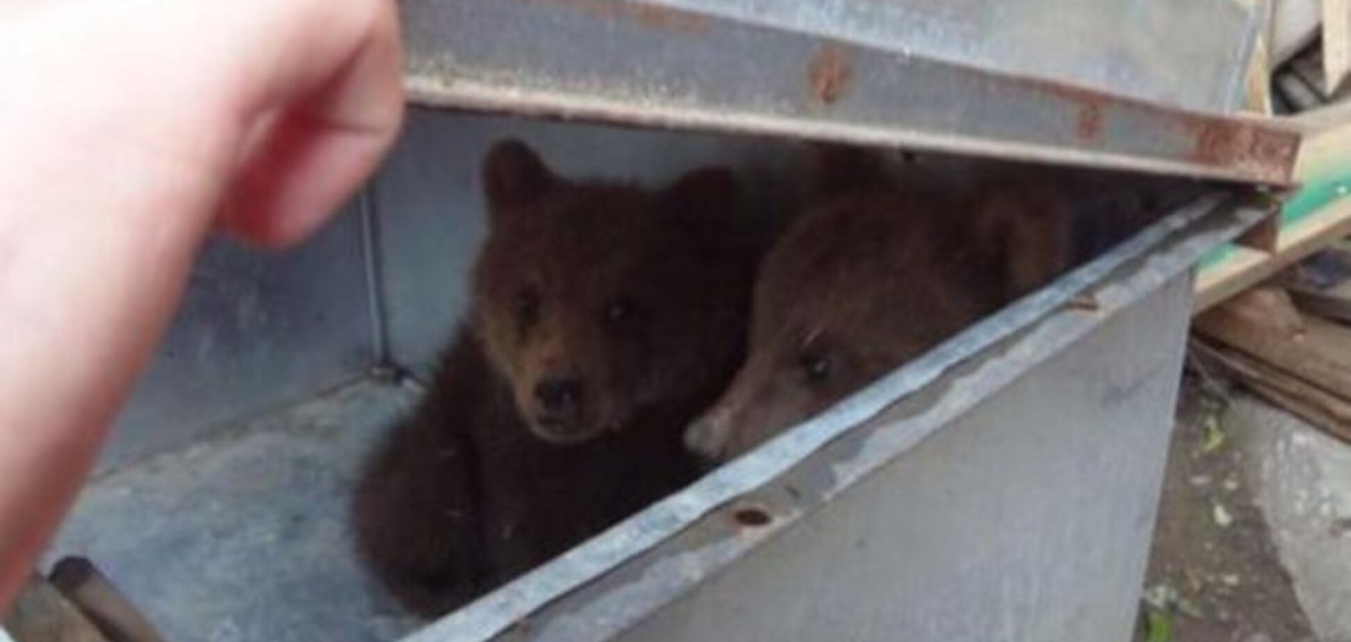 Это чудо! Два медвежонка спаслись от наводнения в Тбилиси: фотофакт