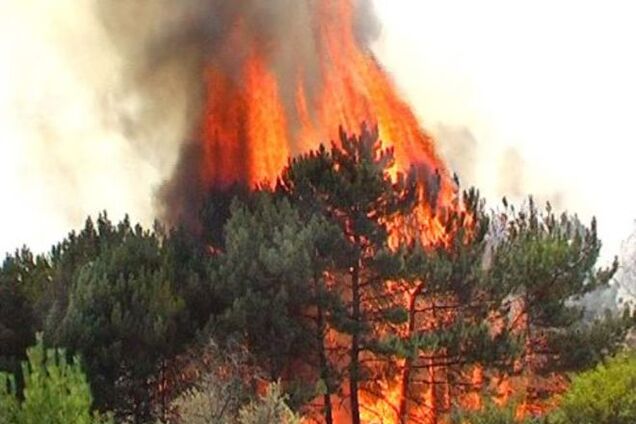 Террористы 'Градом' сожгли 100 га леса на Луганщине