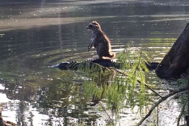 Енот, спасаясь бегством от ребенка, оседлал аллигатора: фотофакт