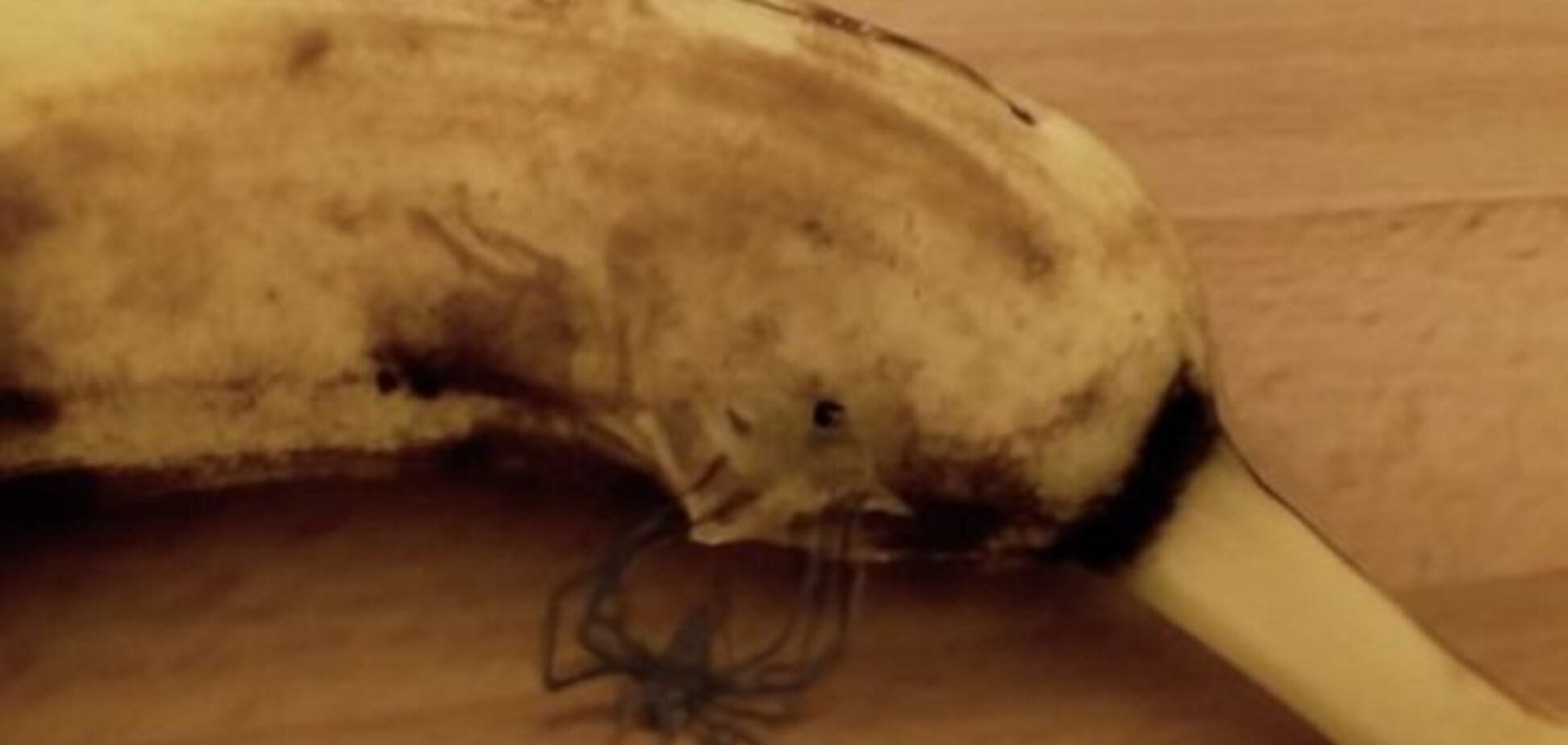 Ужасы с прилавка: мужчина наблюдал рождение паука из…банана