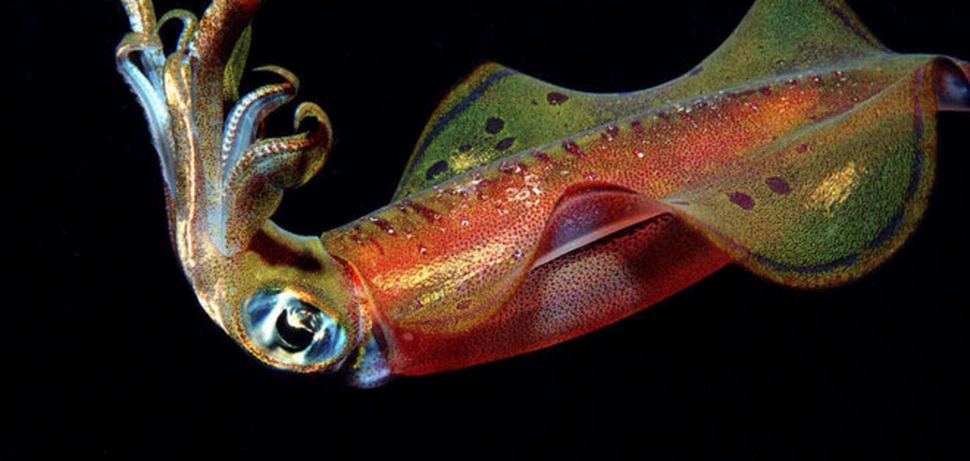 Ученые создали уникальный камуфляж на основе шкуры кальмара