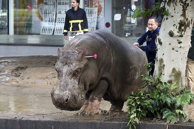 Нелегка работа: спецназ Грузии героически спас гигантского бегемота