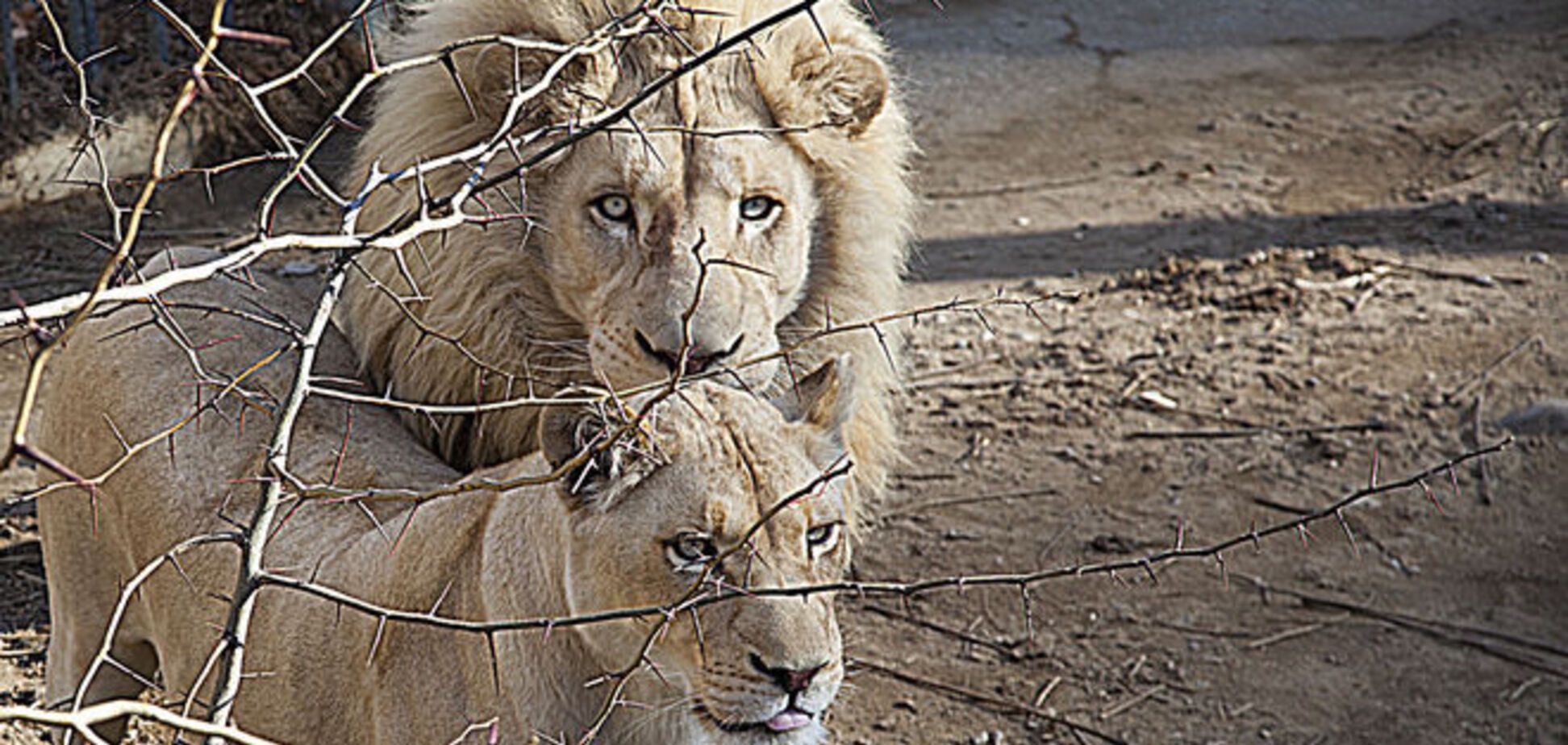 Половина обитателей зоопарка в Тбилиси погибла из-за наводнения