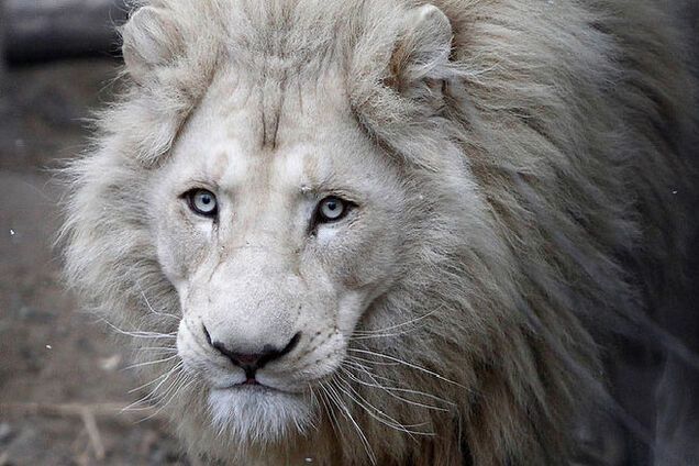 Наводнение в Тбилиси: спецназ застрелил любимца публики льва Шумбу