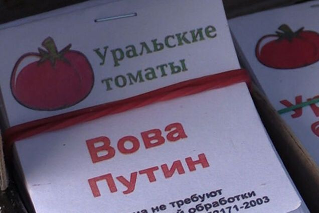 В России вывели особый сорт помидоров – 'Вова Путин': 'томат огромен, неприхотлив и вне конкуренции'