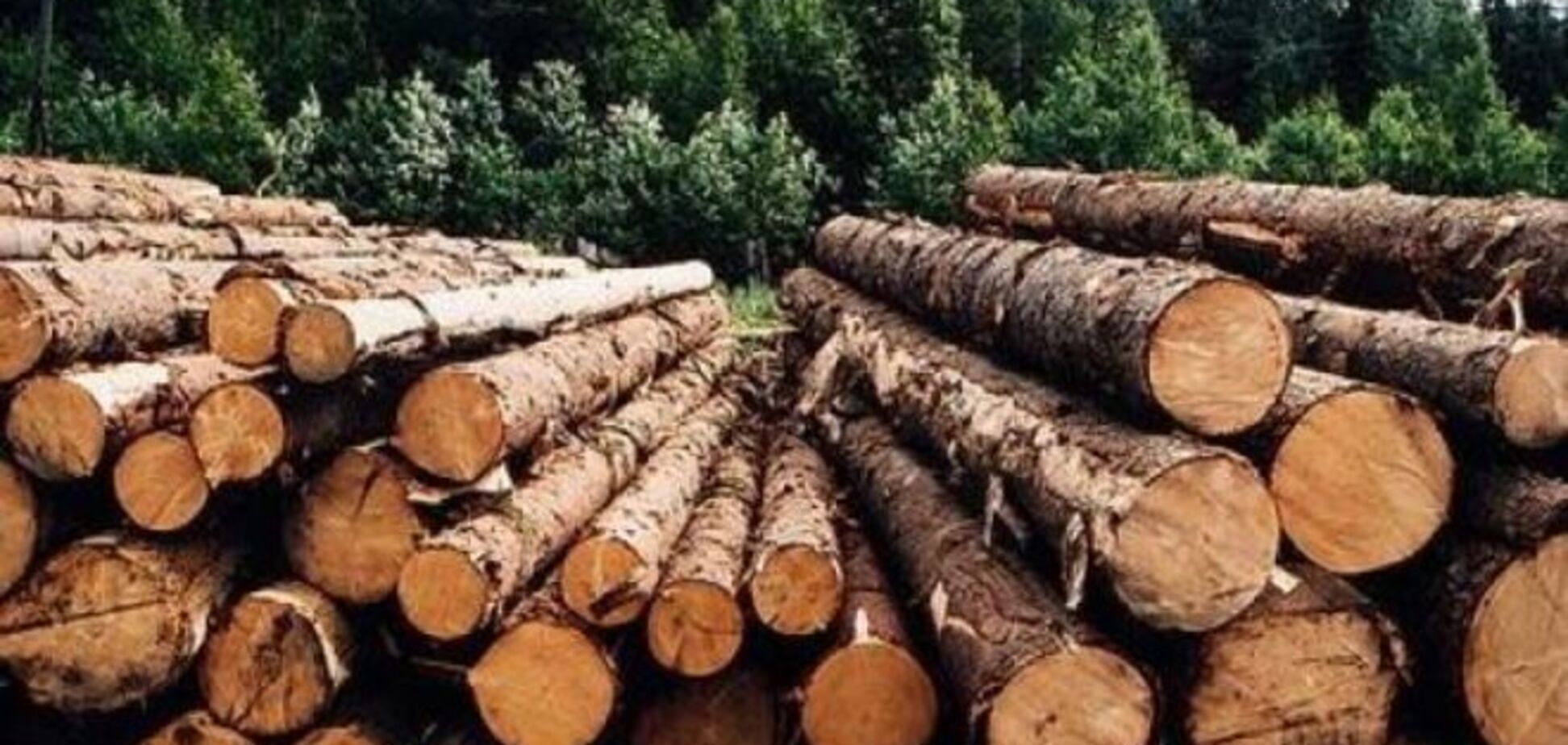 Асоціація деревообробних підприємств просить Порошенка приструнити 'лісову мафію'