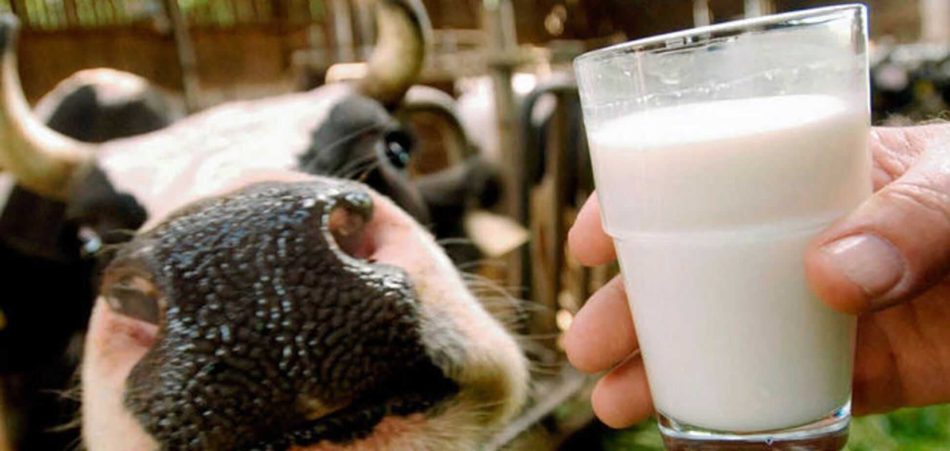 Украинские фермеры пригрозили вырезать часть 'молочных' животных